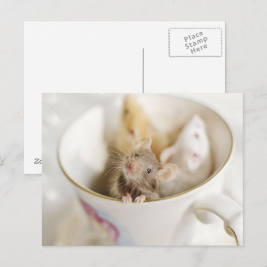 Drie kleine muizen briefkaart (Voorkant / Achterkant)