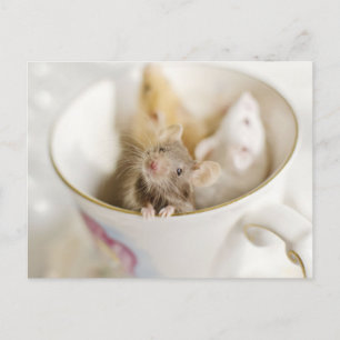 Drie kleine muizen briefkaart
