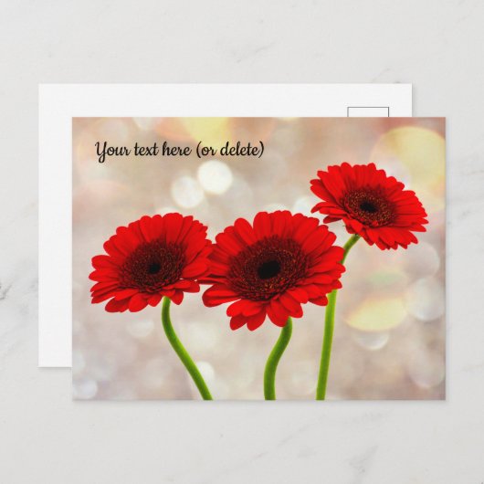 Drie Kleine Rode Gerberas Briefkaart (Voorkant / Achterkant)