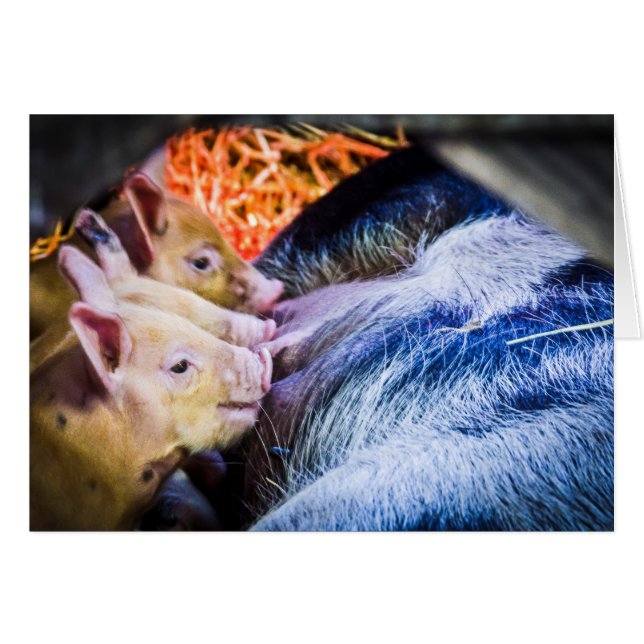 Drie kleine varkens (Voorkant Horizontaal)