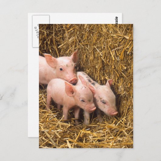Drie kleine varkens briefkaart (Voorkant / Achterkant)