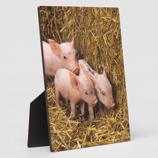Drie kleine varkens fotoplaat (Zijkant)