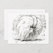 Drie kleine Varkens: Het eerste kleine Varkenspijn Briefkaart (Voorkant / Achterkant)