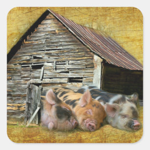 Drie kleine varkens op de bijtende schuur vierkante sticker