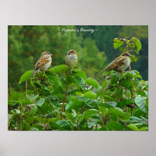 Drie kleine vogelvrienden Poster (Voorkant)