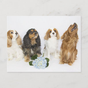 Drie kleuren Cavalier King Charles Spaniels Briefkaart