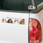 Drie kleuren Cavalier King Charles Spaniels Bumpersticker (Op Truck)