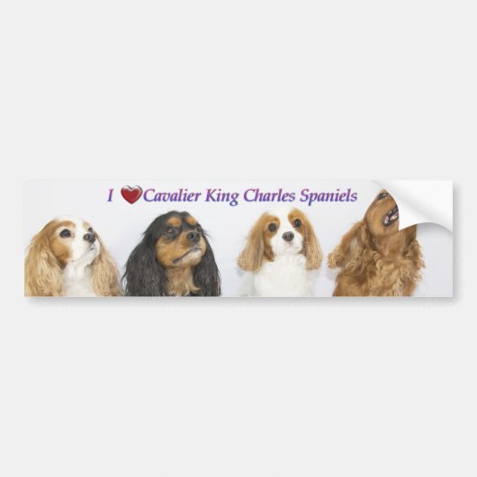 Drie kleuren Cavalier King Charles Spaniels Bumpersticker (Voorkant)