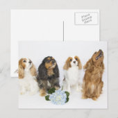 Drie kleuren van Cavalier King Charles Spaniels Briefkaart (Voorkant / Achterkant)