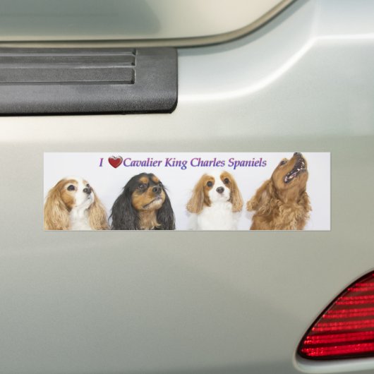Drie kleuren van Cavalier King Charles Spaniels Bumpersticker (Op auto)
