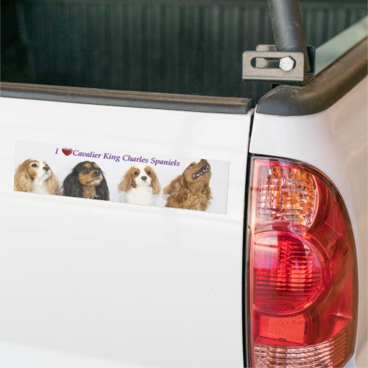 Drie kleuren van Cavalier King Charles Spaniels Bumpersticker (Op Truck)