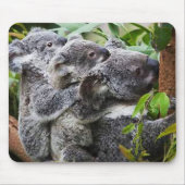 Drie Koala's in een boom Muismat (Voorkant)