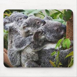 Drie Koala's in een boom Muismat