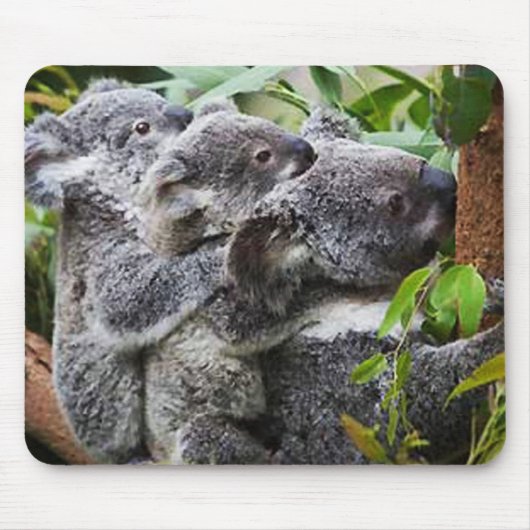 Drie Koala's in een boom Muismat (Voorkant)