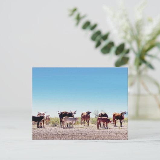 Drie Koe families Briefkaart (Staand voorkant)