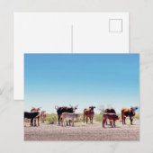 Drie Koe families Briefkaart (Voorkant / Achterkant)