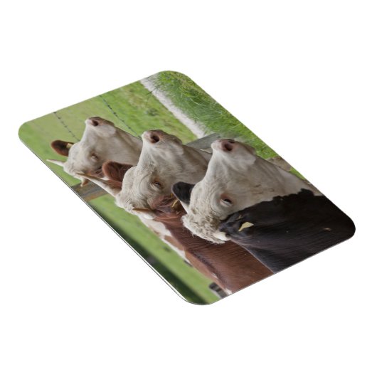 Drie Koeien in een rij Magneet (Rechterzijde)