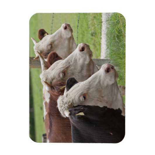 Drie Koeien in een rij Magneet (Verticaal)