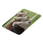 Drie Koeien in een rij Magneet (Linkerzijde)