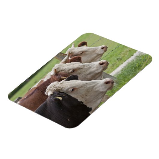 Drie Koeien in een rij Magneet (Linkerzijde)