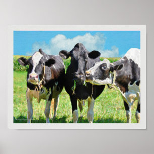 Drie Koeien van Holstein Poster