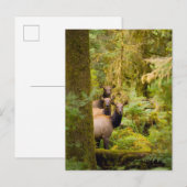 drie Koeien van roosevelt elk over Uitzicht Briefkaart (Voorkant / Achterkant)