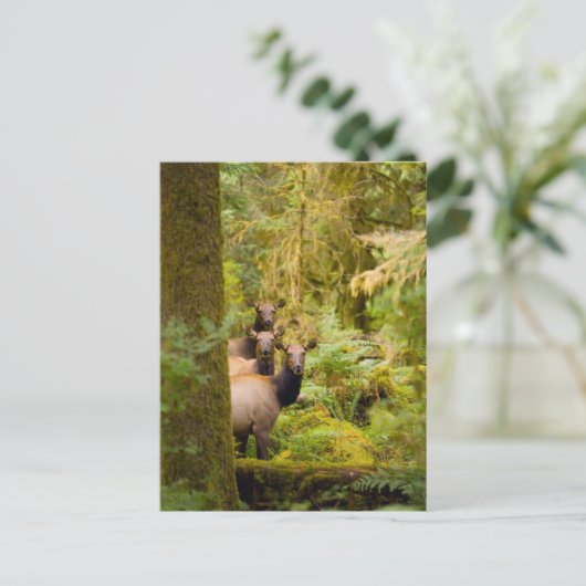 drie Koeien van roosevelt elk over Uitzicht Briefkaart (Staand voorkant)