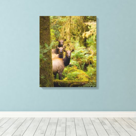 drie Koeien van roosevelt elk over Uitzicht Canvas Afdruk (Insitu (Houten vloer))