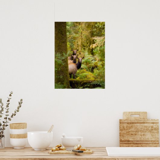 drie Koeien van roosevelt elk over Uitzicht Poster (Keuken)