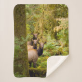 drie Koeien van roosevelt elk over Uitzicht Sherpa Deken (Voorkant)