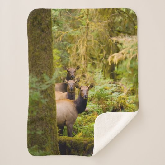 drie Koeien van roosevelt elk over Uitzicht Sherpa Deken (Voorkant)