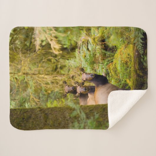 drie Koeien van roosevelt elk over Uitzicht Sherpa Deken (Voorkant (horizontaal))