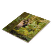 drie Koeien van roosevelt elk over Uitzicht Tegeltje (Zijkant)