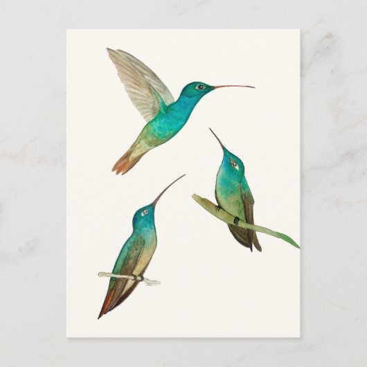 Drie kolibries briefkaart (Voorkant)