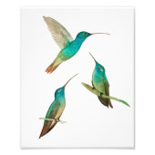 Drie kolibries foto afdruk (Voorkant)