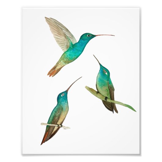 Drie kolibries foto afdruk (Voorkant)