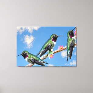 Drie kolibries neergestreken op een tak van een fl canvas afdruk