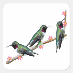 Drie kolibries neergestreken op een tak van een fl vierkante sticker