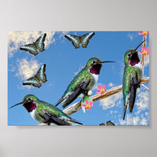 Drie kolibries zittend op een takje Poster