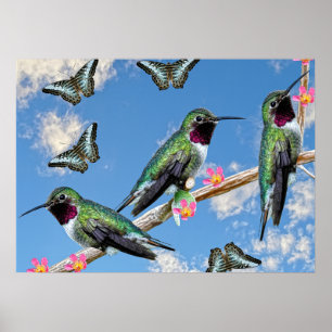 Drie kolibries zittend op een takje Poster