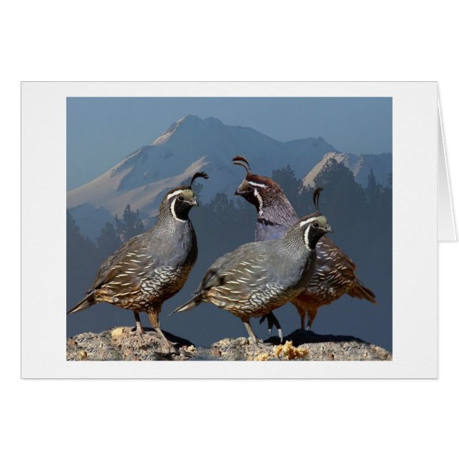 DRIE KWALITEIT EN SHASTA (Voorkant Horizontaal)