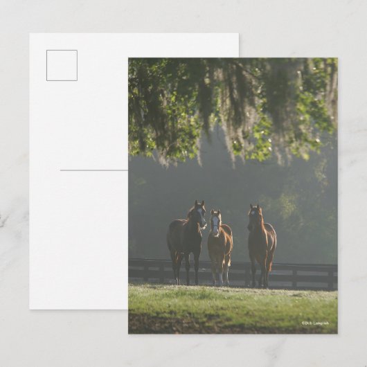 Drie kwart paarden staan in de lijst briefkaart (Voorkant / Achterkant)