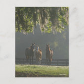 Drie kwart paarden staan in de lijst briefkaart (Voorkant)