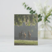 Drie kwart paarden staan in de lijst briefkaart (Staand voorkant)