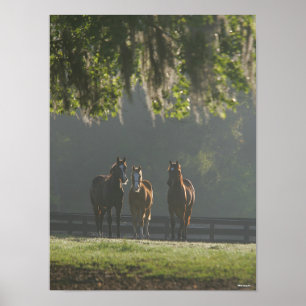 Drie kwart paarden staan in de lijst poster
