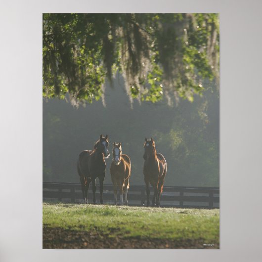 Drie kwart paarden staan in de lijst poster (Voorkant)