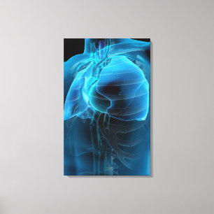Drie kwart uitzicht hart en longen canvas afdruk