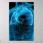 Drie kwart uitzicht hart en longen poster (Voorkant)