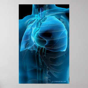 Drie kwart uitzicht hart en longen poster