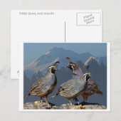 DRIE KWARTELS EN SHASTA BRIEFKAART (Voorkant / Achterkant)